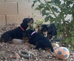 Litter of 5 - Male(s) and Female(s) Airedale TerrierLitter of Puppies for Sale - Photo #12