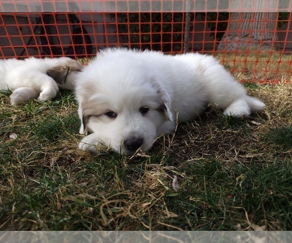 Medium Photo #8 Great Pyrenees Puppy For Sale in LAS VEGAS, NV, USA