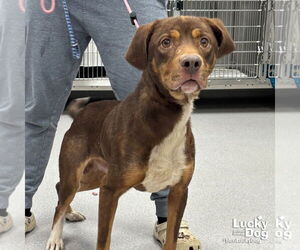 Labrador Retriever-Unknown Mix Dogs for adoption in Washington, DC, USA