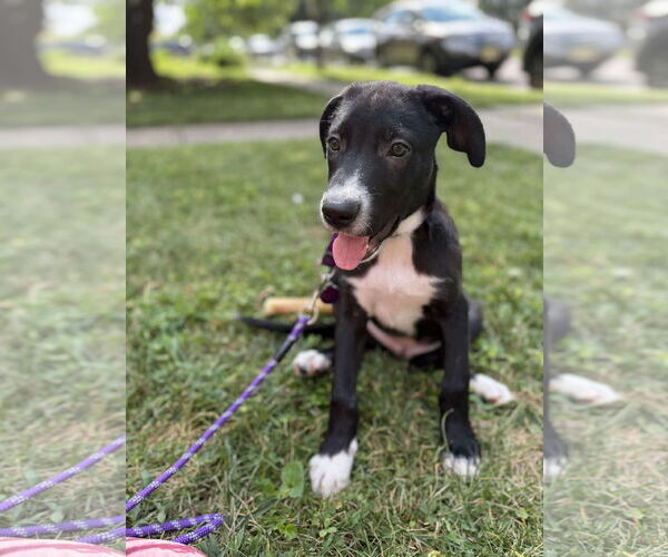 Medium Photo #2 Labrador Retriever-Unknown Mix Puppy For Sale in pomfret, CT, USA