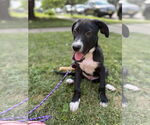 Small #1 Labrador Retriever Mix