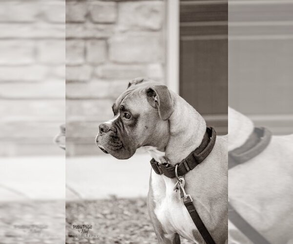 Medium Photo #10 Boxer Puppy For Sale in Burnsville, MN, USA