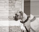 Small #9 Boxer