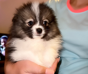 Pomeranian Puppy for sale in ALBUQUERQUE, NM, USA