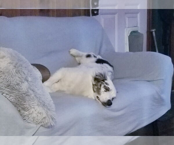 Medium Photo #4 Australian Shepherd Puppy For Sale in Oviedo, FL, USA