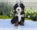 Small #18 Bernedoodle (Miniature)