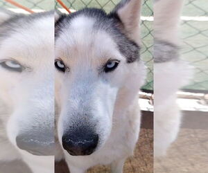 Lobo - - Male Siberian Husky Dog for Adoption - Photo #11