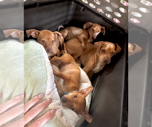 Medium Photo #5 Chiweenie Puppy For Sale in Valrico, FL, USA