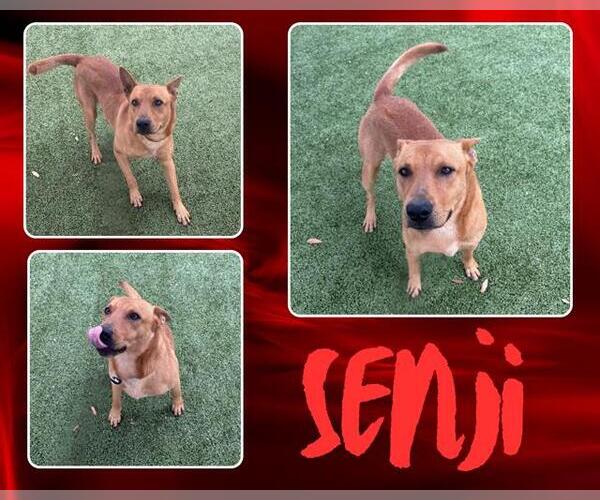 Medium Photo #1 Basenji Puppy For Sale in Pearland, TX, USA