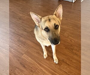 Titus - Male German Shepherd Dog Dog for Adoption - Photo #2