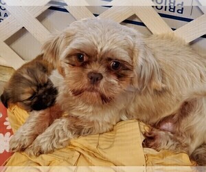 Mother of the Shih Tzu puppies born on 10/22/2022