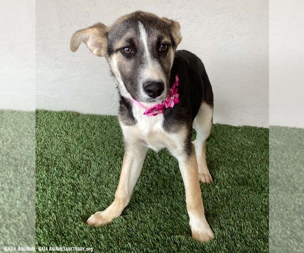 Medium Photo #5 Huskies -Unknown Mix Puppy For Sale in San Diego, CA, USA