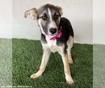 Small #4 Huskies  Mix