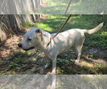 Small #1 Mutt