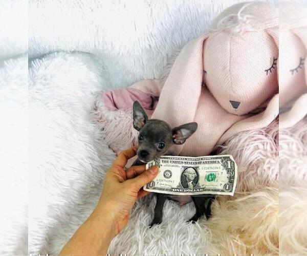 Medium Photo #10 Chihuahua Puppy For Sale in FORT LAUDERDALE, FL, USA
