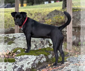 Boxador Dogs for adoption in Wakefield, RI, USA