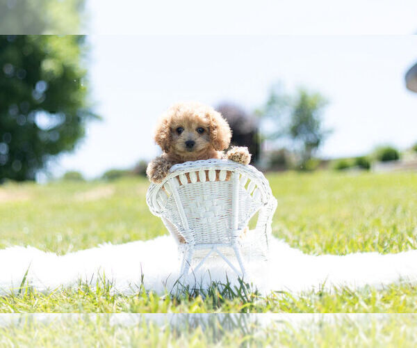 Medium Photo #1 Cavapoo Puppy For Sale in WARSAW, IN, USA