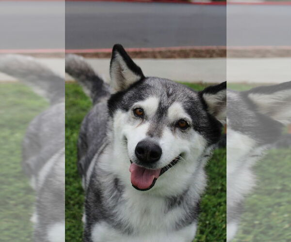 Medium Photo #2 Siberian Husky Puppy For Sale in Petaluma, CA, USA