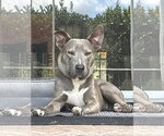 Small #2 Siberian Husky Mix