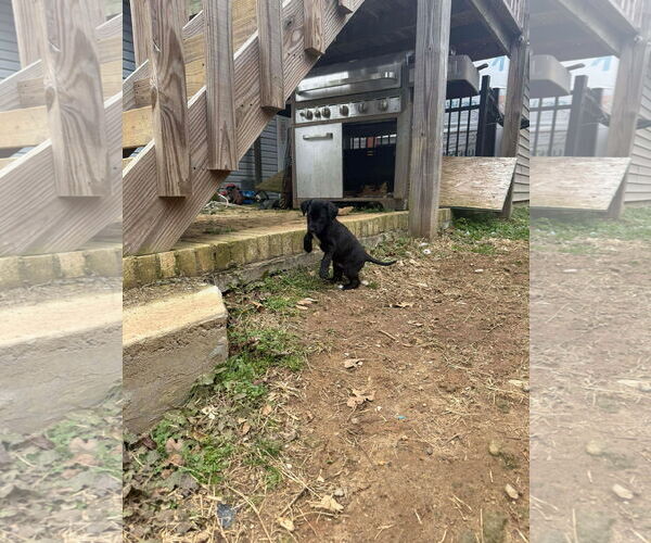 Medium Photo #3 Mutt Puppy For Sale in Holly Springs, NC, USA