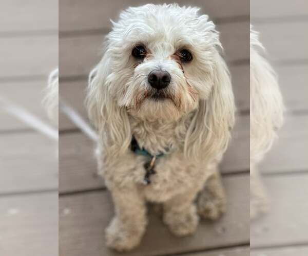 Medium Photo #5 Maltipoo (Miniature) Puppy For Sale in Corona, CA, USA