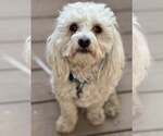 Small #4 Maltipoo (Miniature)