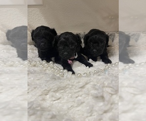 Schnoodle (Miniature) Puppy for sale in REDDING, CA, USA