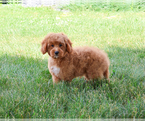 Goldendoodle-Poodle (Toy) Mix Puppy for sale in SYRACUSE, IN, USA