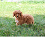 Image preview for Ad Listing. Nickname: Penny