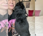 Small Photo #24 Bernedoodle Puppy For Sale in BELMONT, NC, USA