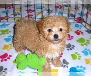 Poodle (Toy)-Poovanese Mix Puppy for sale in ORO VALLEY, AZ, USA