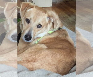 Peach - Female Labrador Retriever-Unknown Mix Dog for Adoption - Photo #5