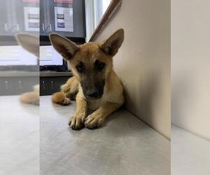 German Shepherd Dog-Unknown Mix Dogs for adoption in Redlands, CA, USA