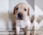 Small #5 Labrador Retriever