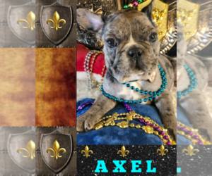 French Bulldog Puppy for sale in HEATHROW, FL, USA