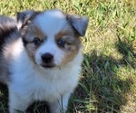 Small #1 Miniature Australian Shepherd
