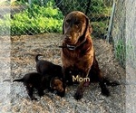 Small Photo #1 Labrador Retriever Puppy For Sale in PROSSER, WA, USA