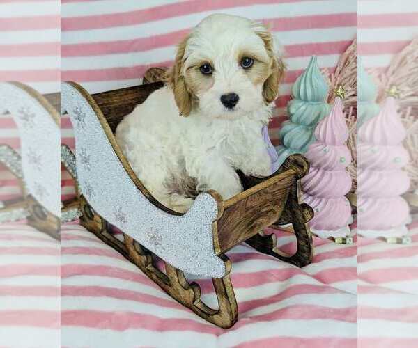 Medium Photo #1 Cavalier King Charles Spaniel-Poodle (Toy) Mix Puppy For Sale in CINCINNATI, OH, USA