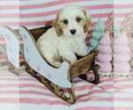 Image preview for Ad Listing. Nickname: cavapoo pups