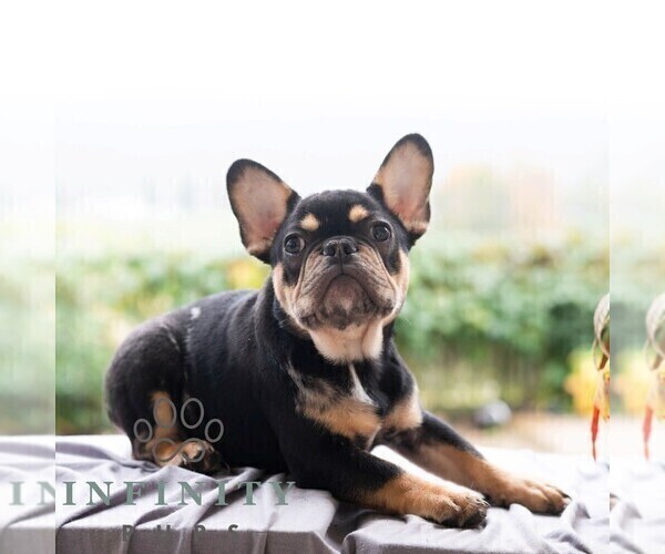 Medium Photo #9 French Bulldog Puppy For Sale in REBERSBURG, PA, USA