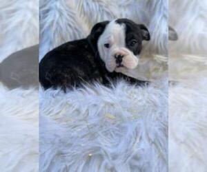 Olde English Bulldogge Puppy for sale in BEECH GROVE, IN, USA