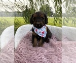 Puppy Cinnamon Goldendoodle