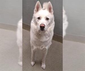 Siberian Husky-Unknown Mix Dogs for adoption in Las Vegas, NV, USA