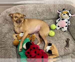 Chihuahua-Unknown Mix Dogs for adoption in Hilton Head, SC, USA