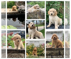 Goldendoodle (Miniature) Puppy for sale in ALBIA, IA, USA