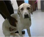 Small Great Pyrenees Mix