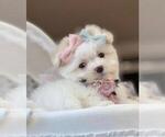 Small #10 Maltese