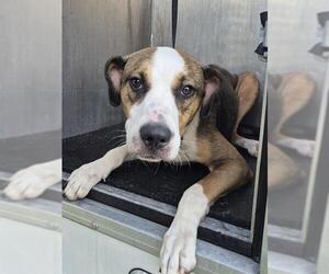 American Staffordshire Terrier-Unknown Mix Dogs for adoption in San Antonio, TX, USA