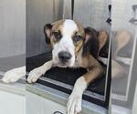 GARTH G. GALAXY - Male American Staffordshire Terrier-Unknown Mix Dog for Adoption - Small photo