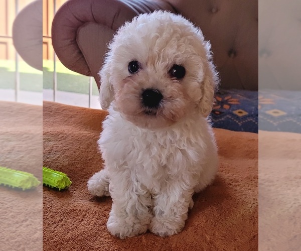 Medium Photo #2 Maltipoo Puppy For Sale in LAKESIDE, CA, USA